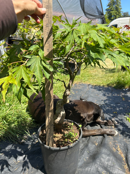 Nishiki Momiji Pre Bonsai 7 yr plant (#70)