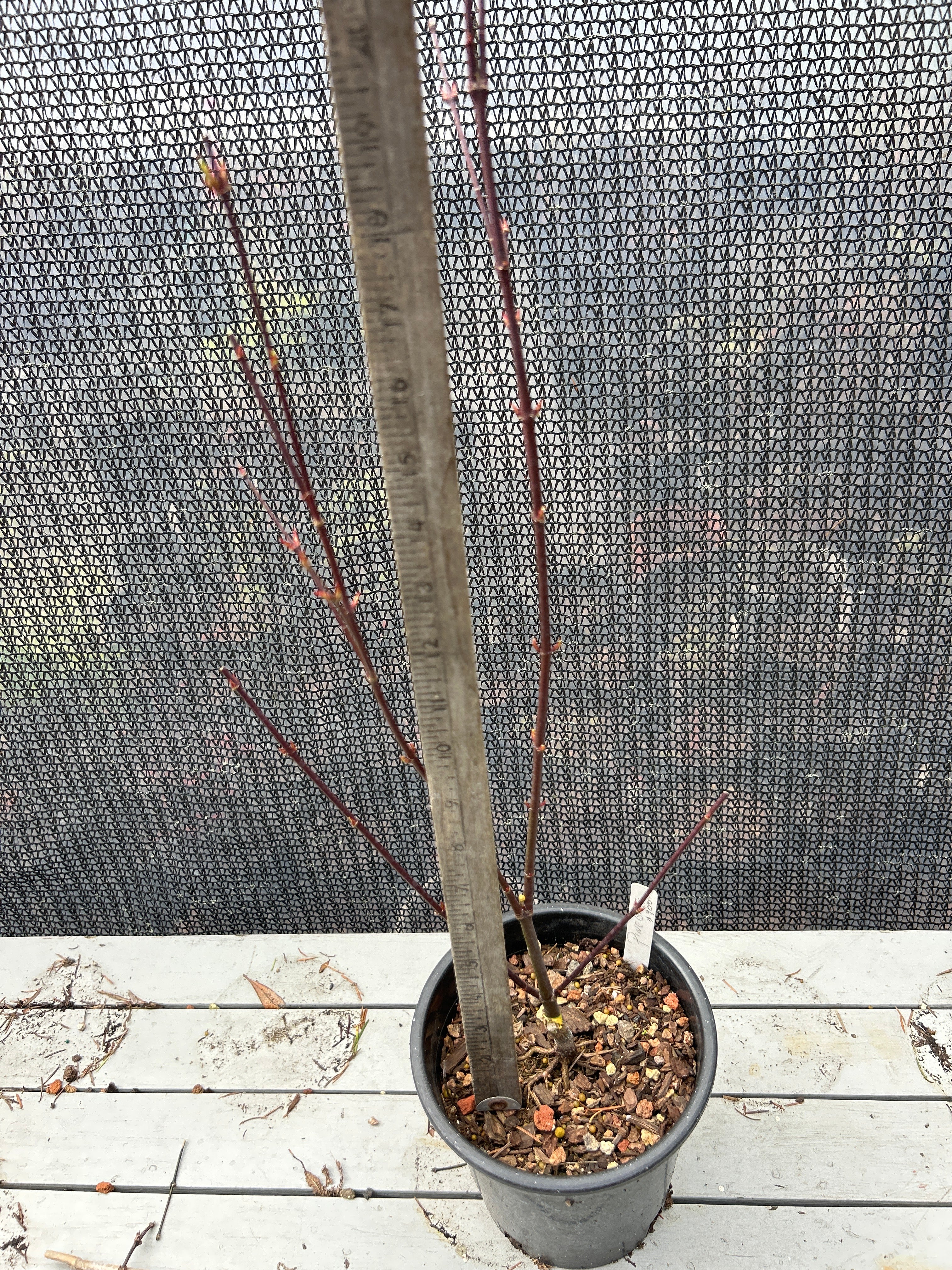 Pine Bark Nishiki Gawa (1-2 Yr) Pre Bonsai  (#900)