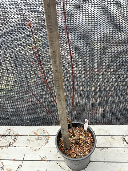 Pine Bark Nishiki Gawa (1-2 Yr) Pre Bonsai  (#900)