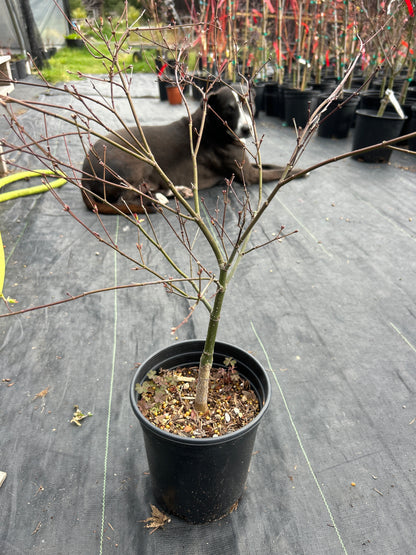 Murasaki Kiyhome Pre Bonsai 3 Year (#776)