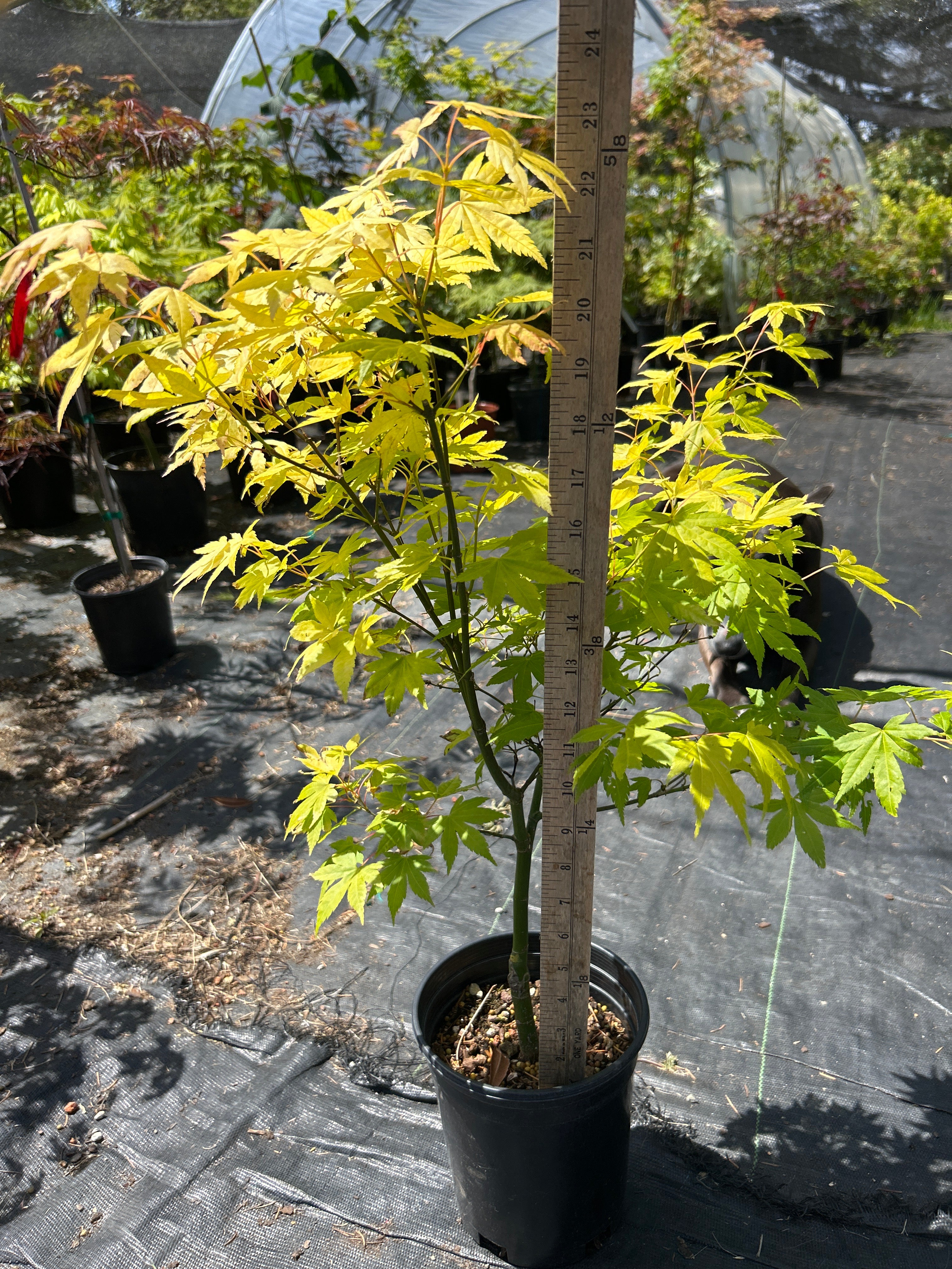 Orange Dream Pre-Bonsai 2-3 Yr. (#961)