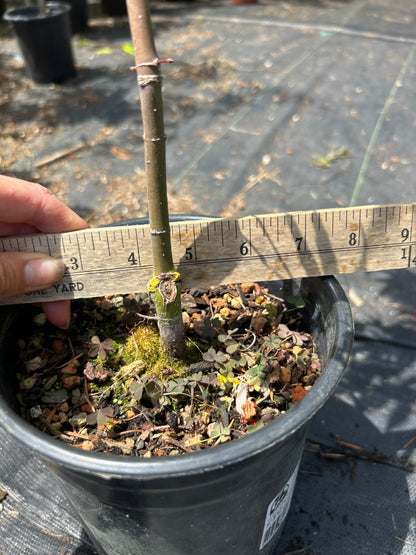 Pine Bark Nishiki Gawa (1-2 Yr) Pre Bonsai  (#959)