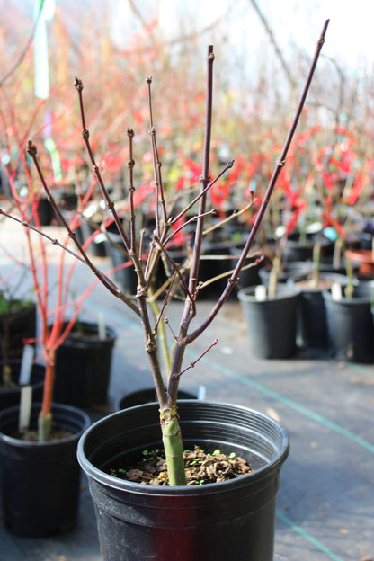 Pixie Pre Bonsai 2-3 yr (#813)