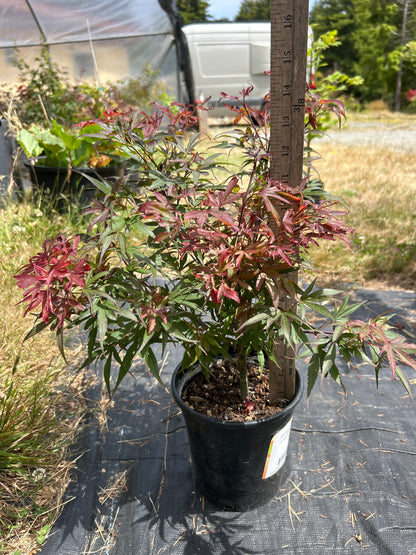 Fireball Pre Bonsai 2 Yr (#91)