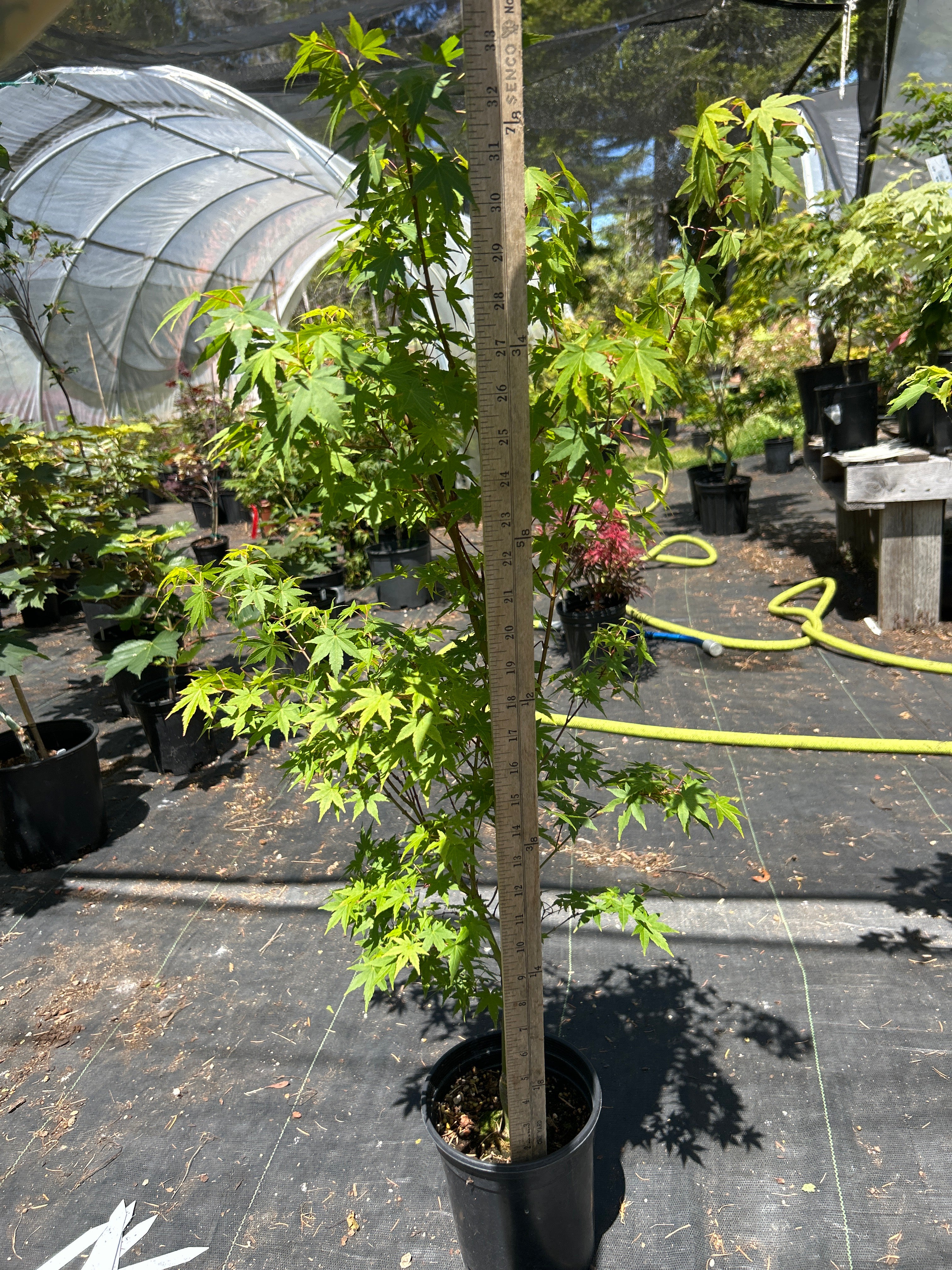 Tsukasa Silhouette 4 Year Pre-Bonsai (#61)