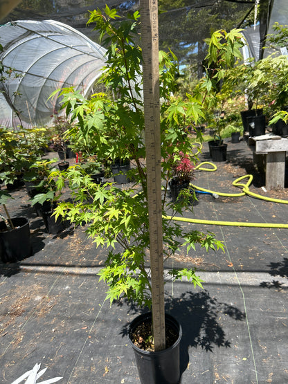 Tsukasa Silhouette 4 Year Pre-Bonsai (#61)