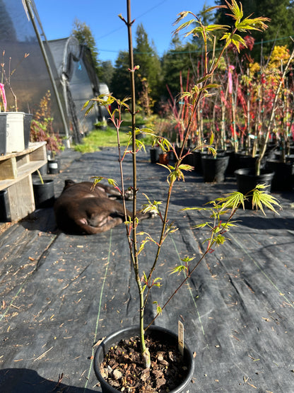 Arakawa Rough Bark Maple- 1-2 yr Pre-Bonsai  (#933)