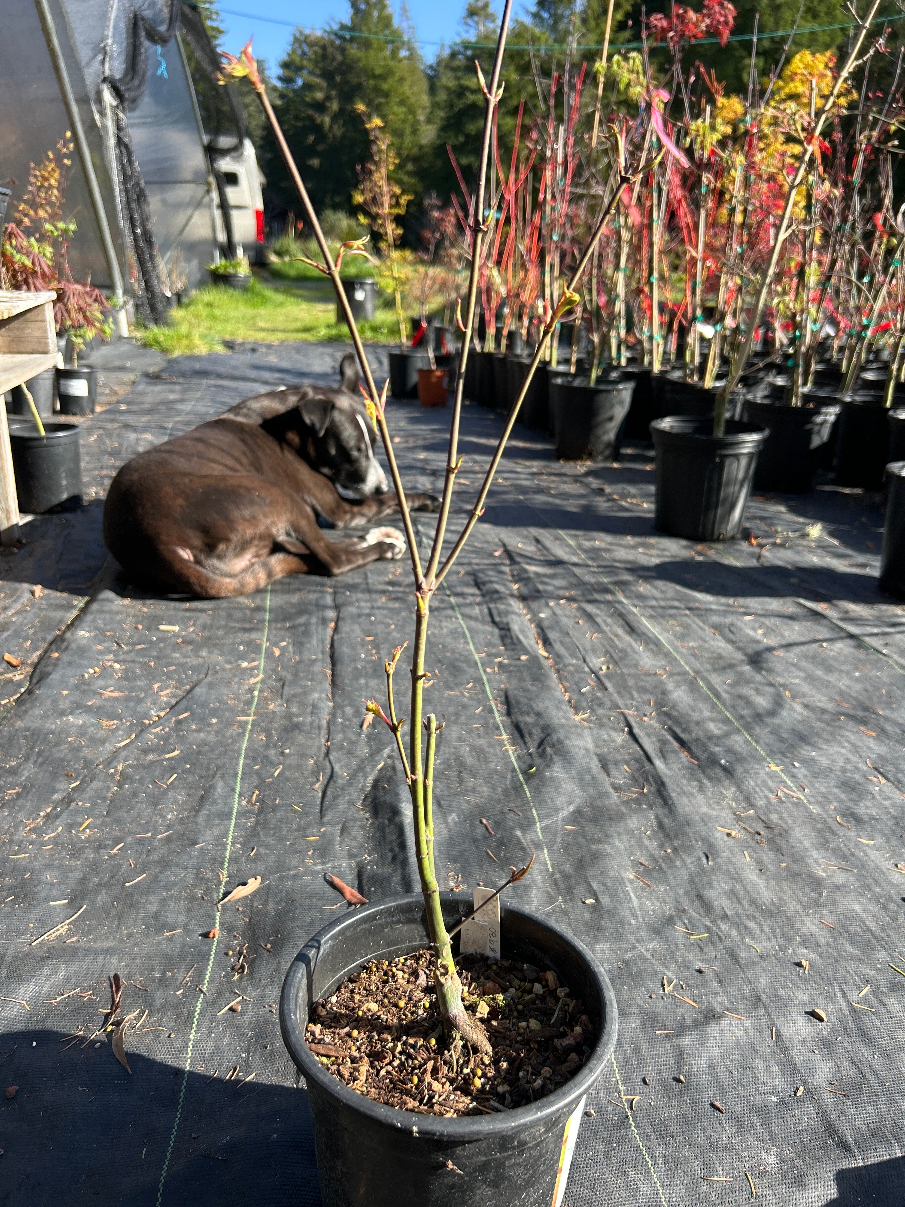 Pine Bark Nishiki Gawa (1-2 Yr) Pre Bonsai  (#930)
