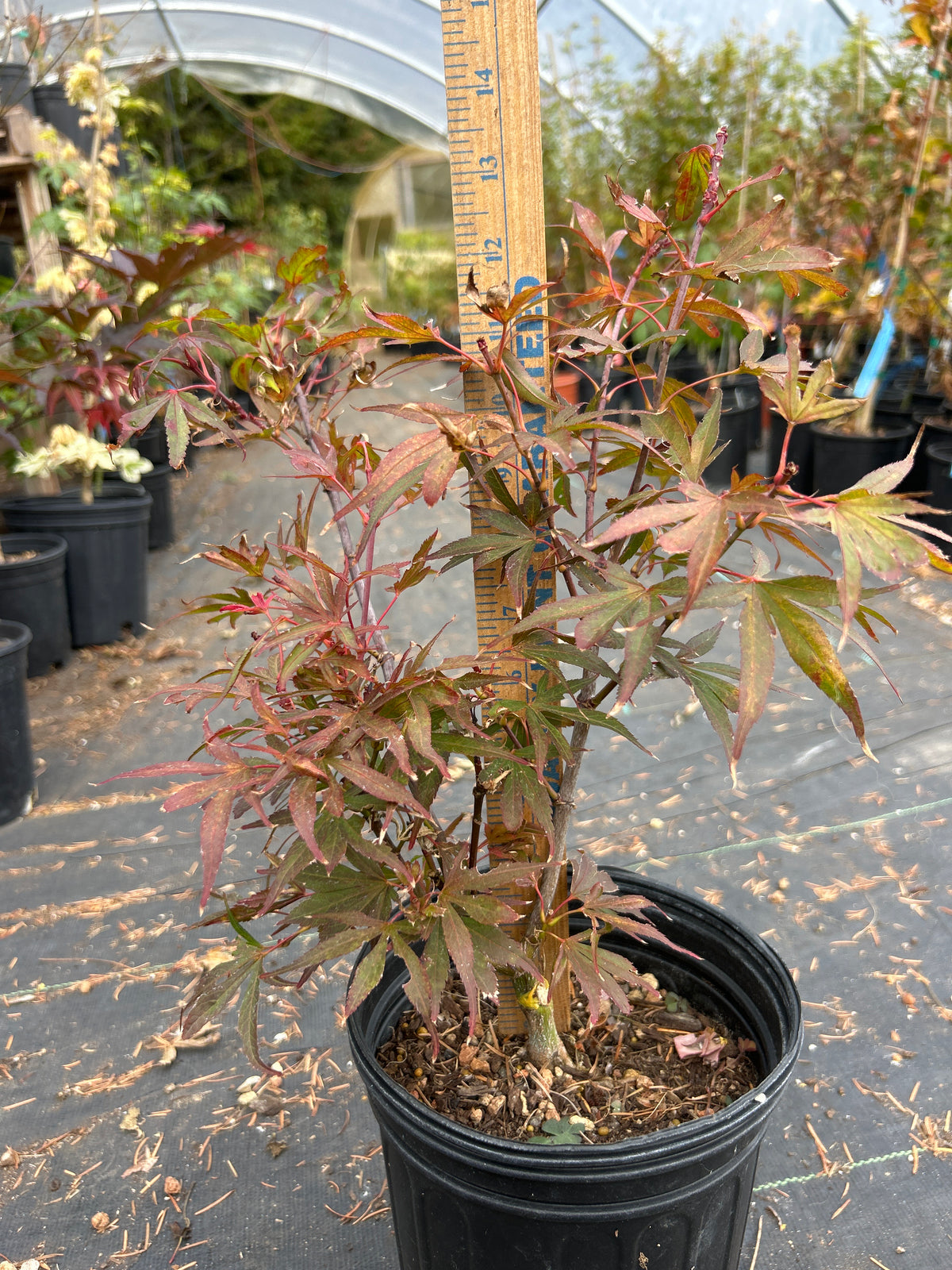 Fireball Pre Bonsai 1-2 Yr (#40)