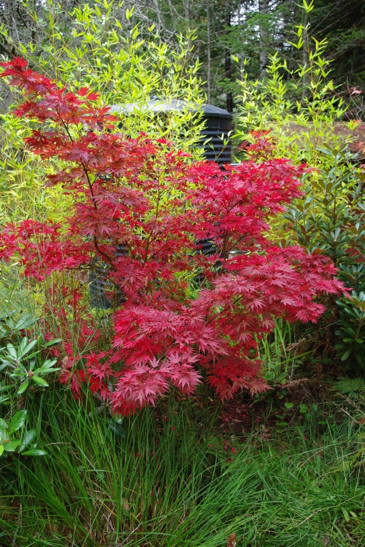 Pixie – Mendocino Maples Nursery