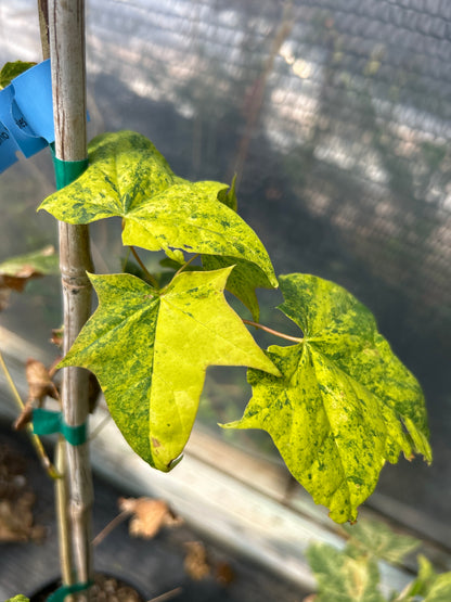 Acer pictum Naguri nishiki