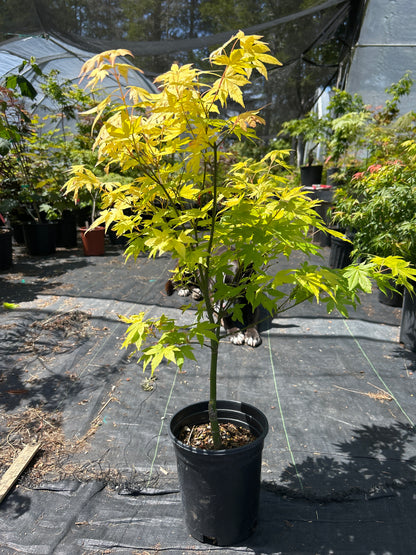 Orange Dream Pre-Bonsai 2-3 Yr. (#961)