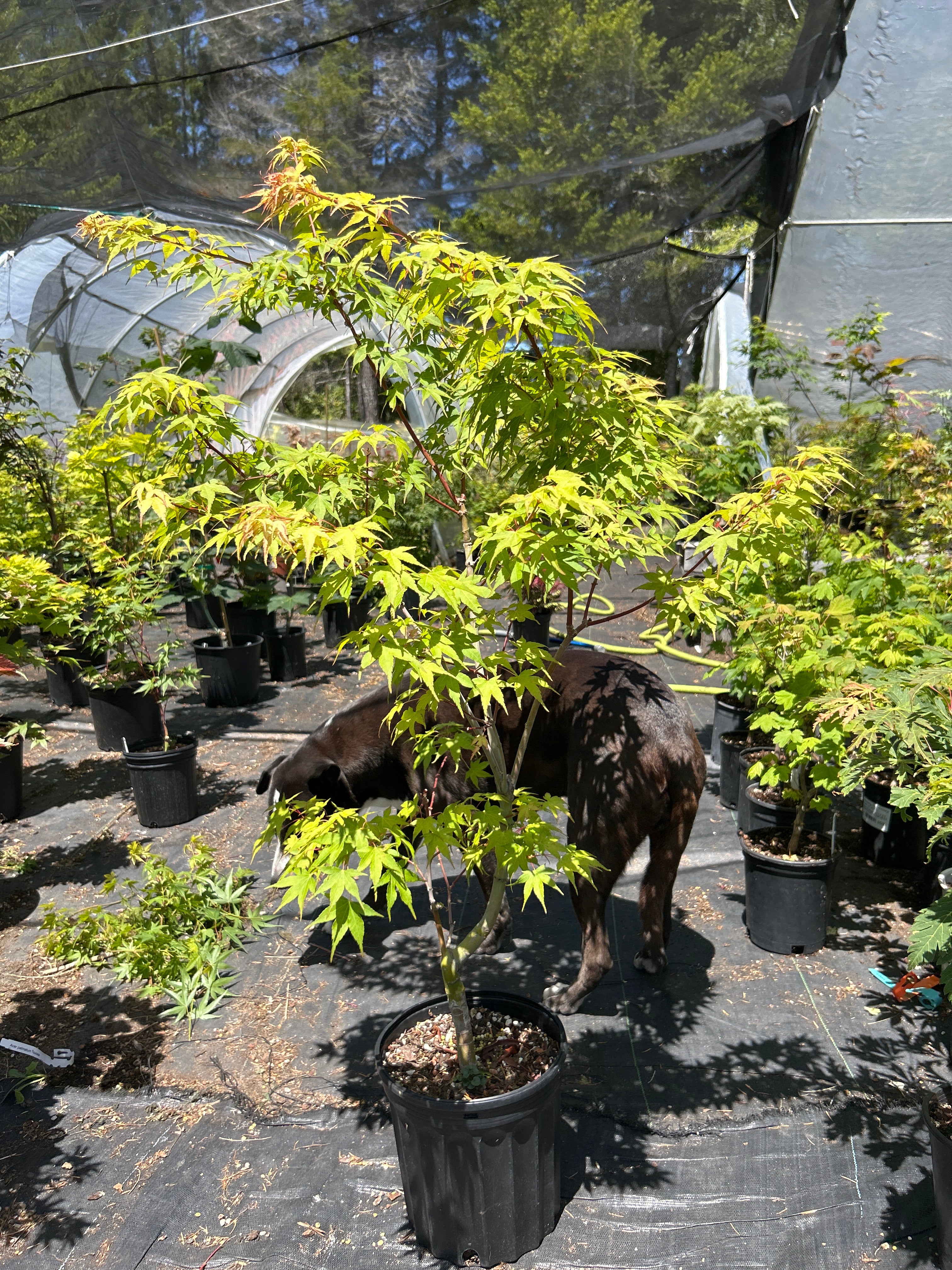 Sekka Yatsubusa 5 Yr Pre Bonsai (#65)