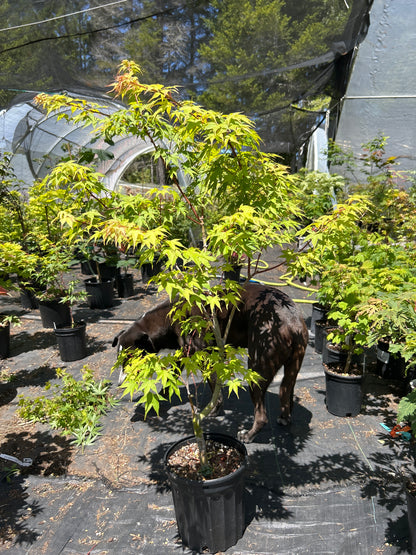 Sekka Yatsubusa 5 Yr Pre Bonsai (#65)