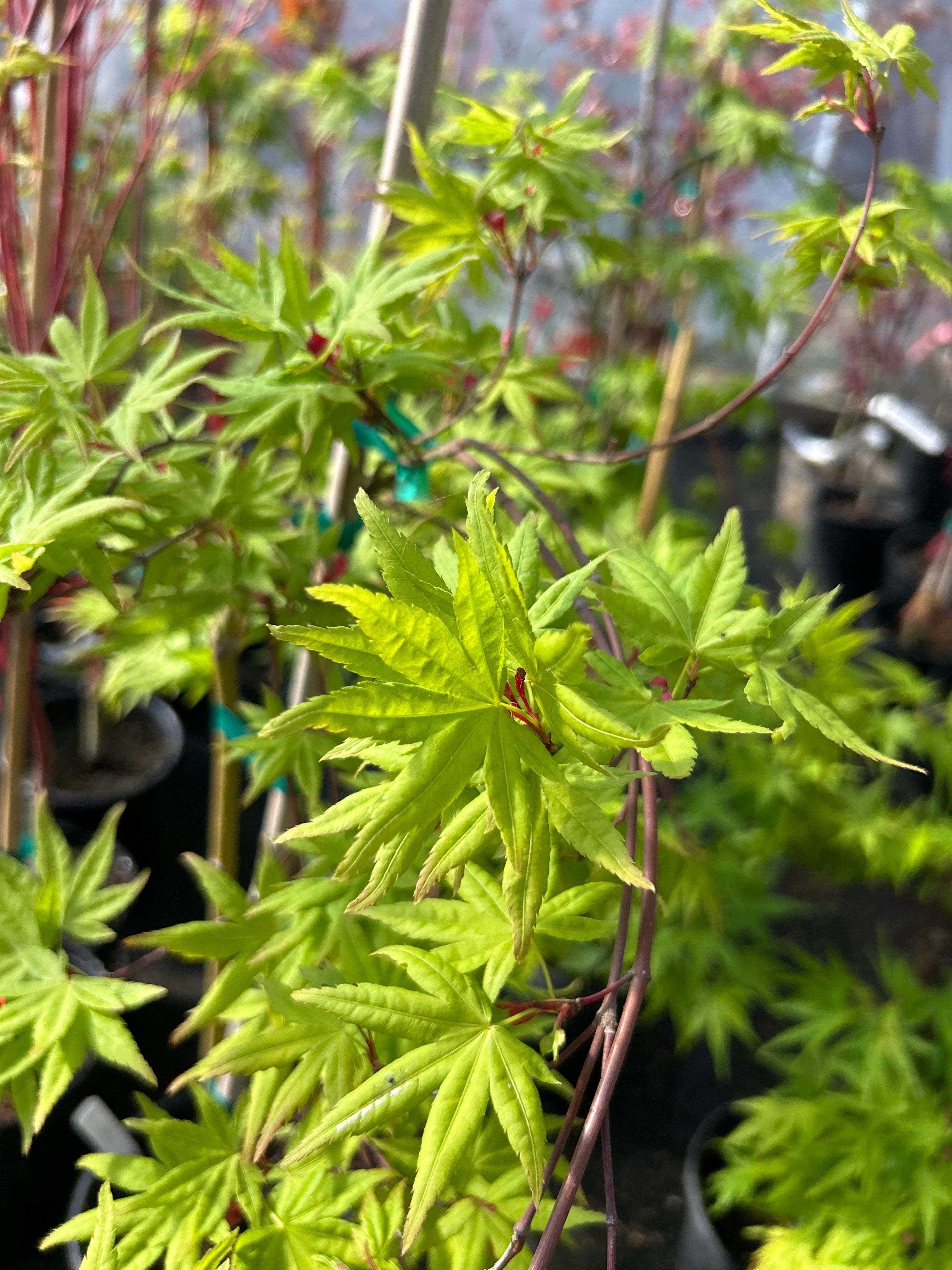 Ryusen (Ryusei) – Mendocino Maples Nursery