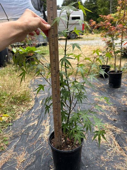Pine Bark Nishiki Gawa (2 Yr) Pre Bonsai  (#78)