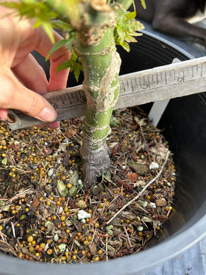 Koto Hime 5 Yr pre bonsai (#913)