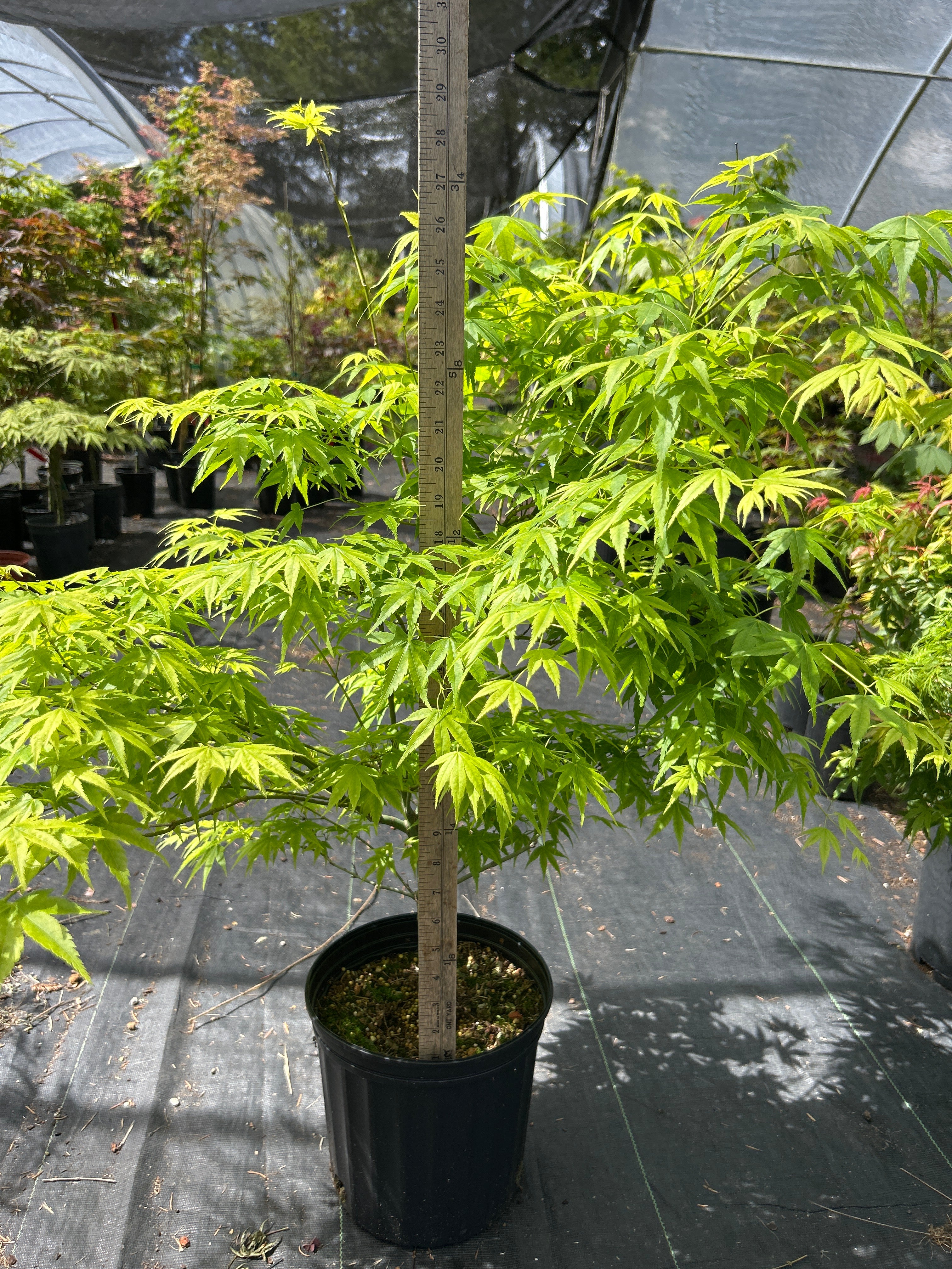 Shidava Gold 4-5 Year 2 gallon Pre Bonsai (#967)