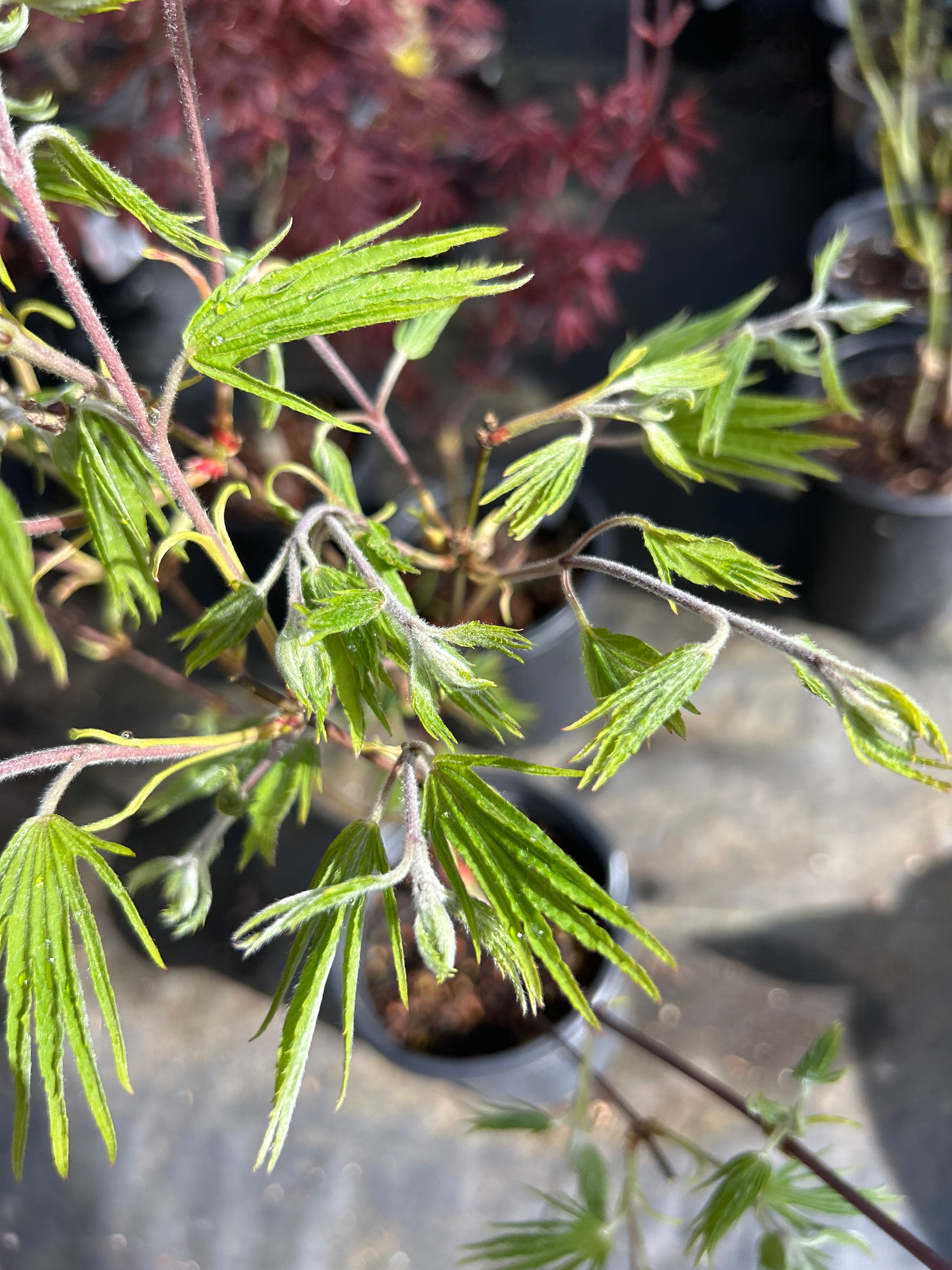 Acer sieboldianum Shoryu no tsume