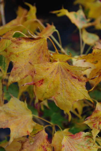 Acer pictum Usugumo