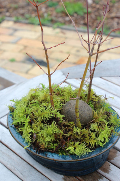 japanese maple bonsai tree growing kit Bonsai Starter Kit – Mendocino Maples Nursery