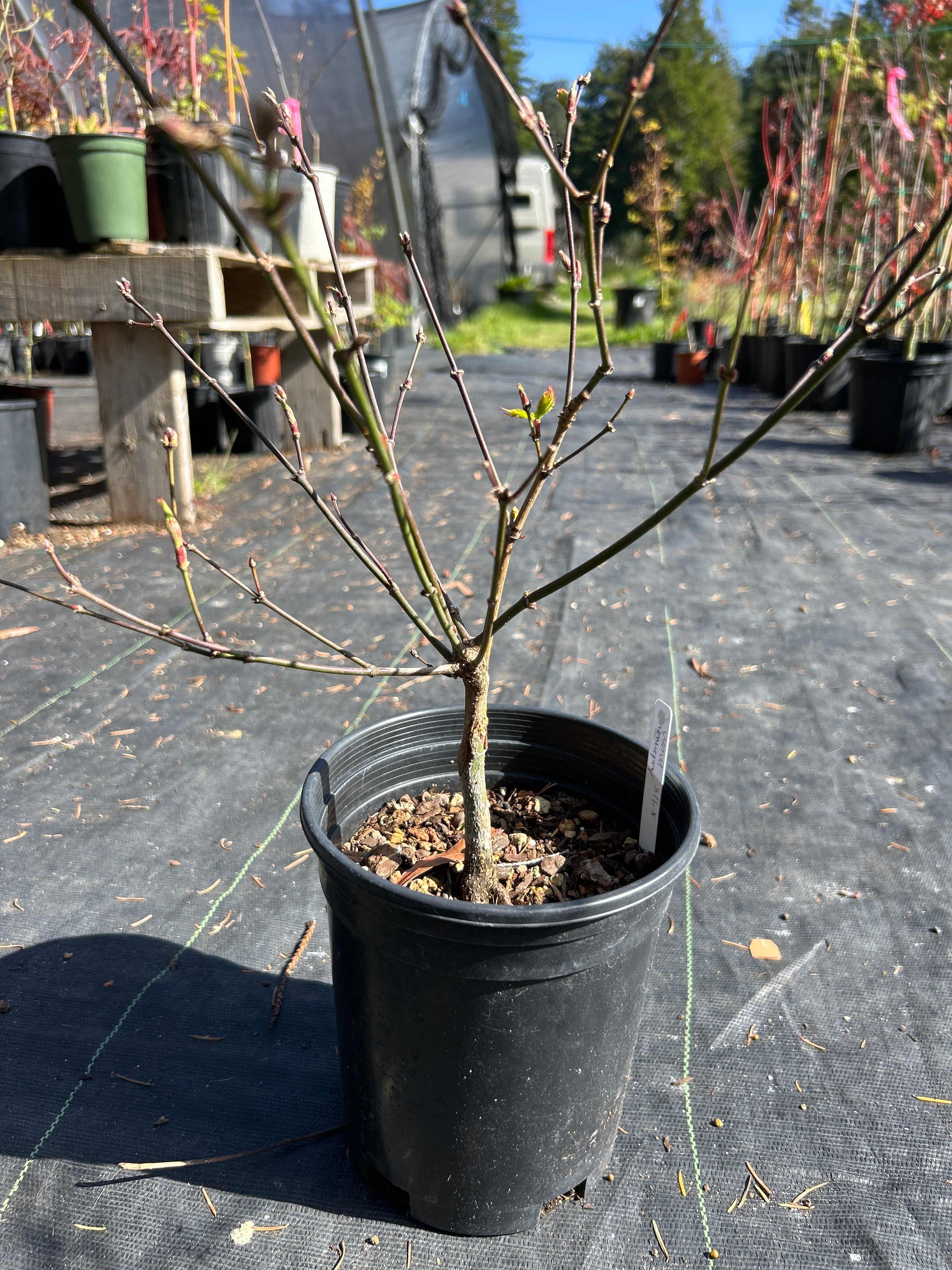 Autumn Moon 2-3 Yr Pre Bonsai (#918)