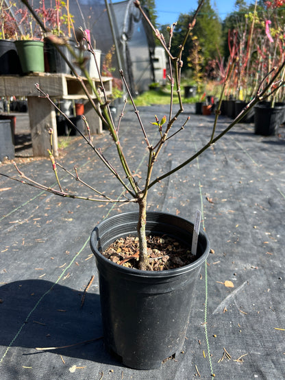 Autumn Moon 2-3 Yr Pre Bonsai (#918)