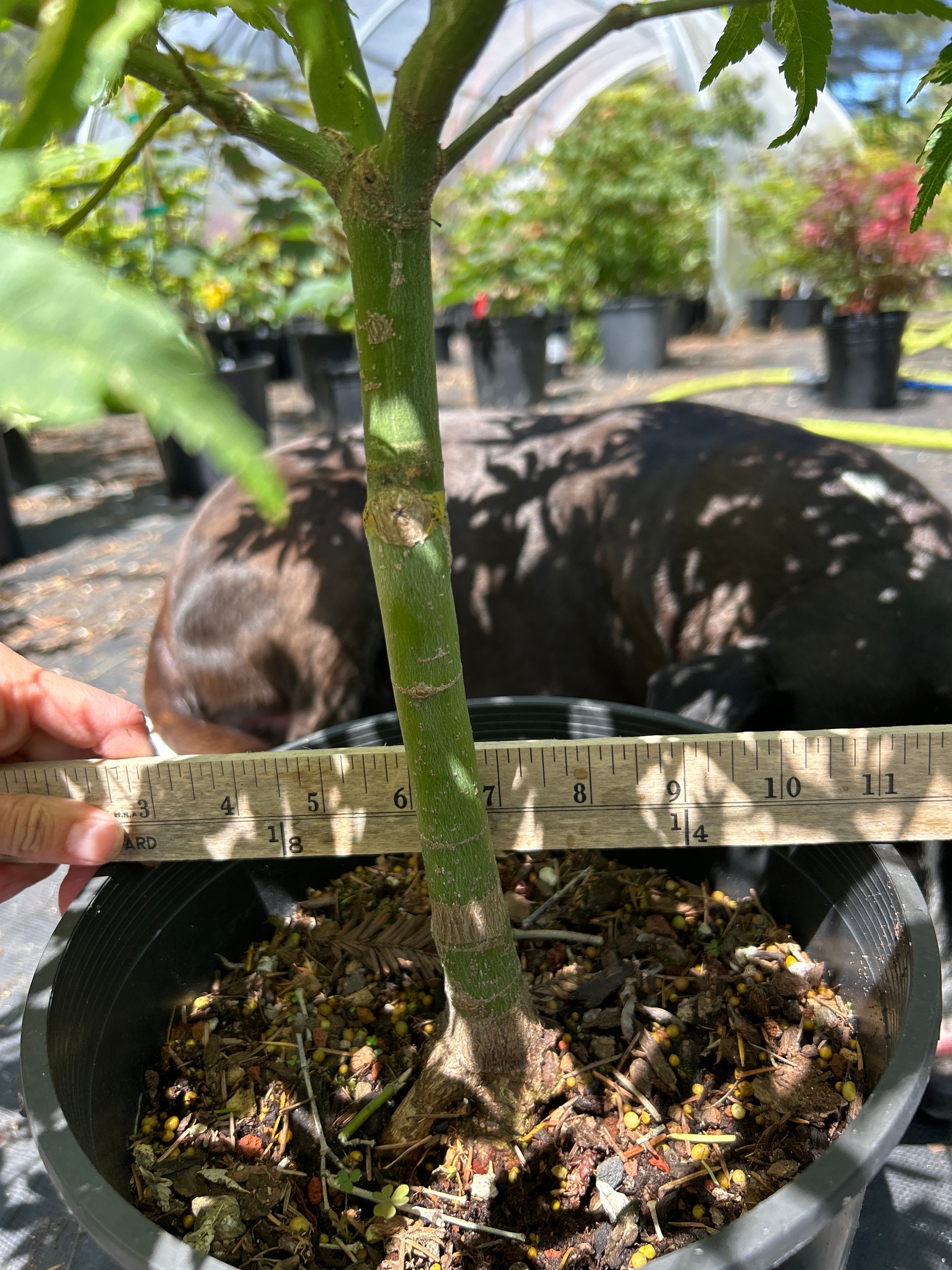 Kasen Nishiki Pre-Bonsai 6 Yr Pre Bonsai (#56)