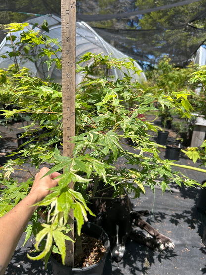Kasen Nishiki Pre-Bonsai 6 Yr Pre Bonsai (#56)