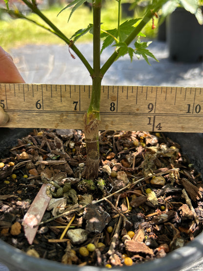 Aoba jo 1-2 Year Pre Bonsai (#957)