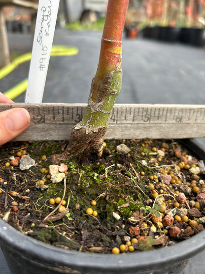 Sango Kaku (Coral Bark) 3-4 Yr Pre-Bonsai (#915)