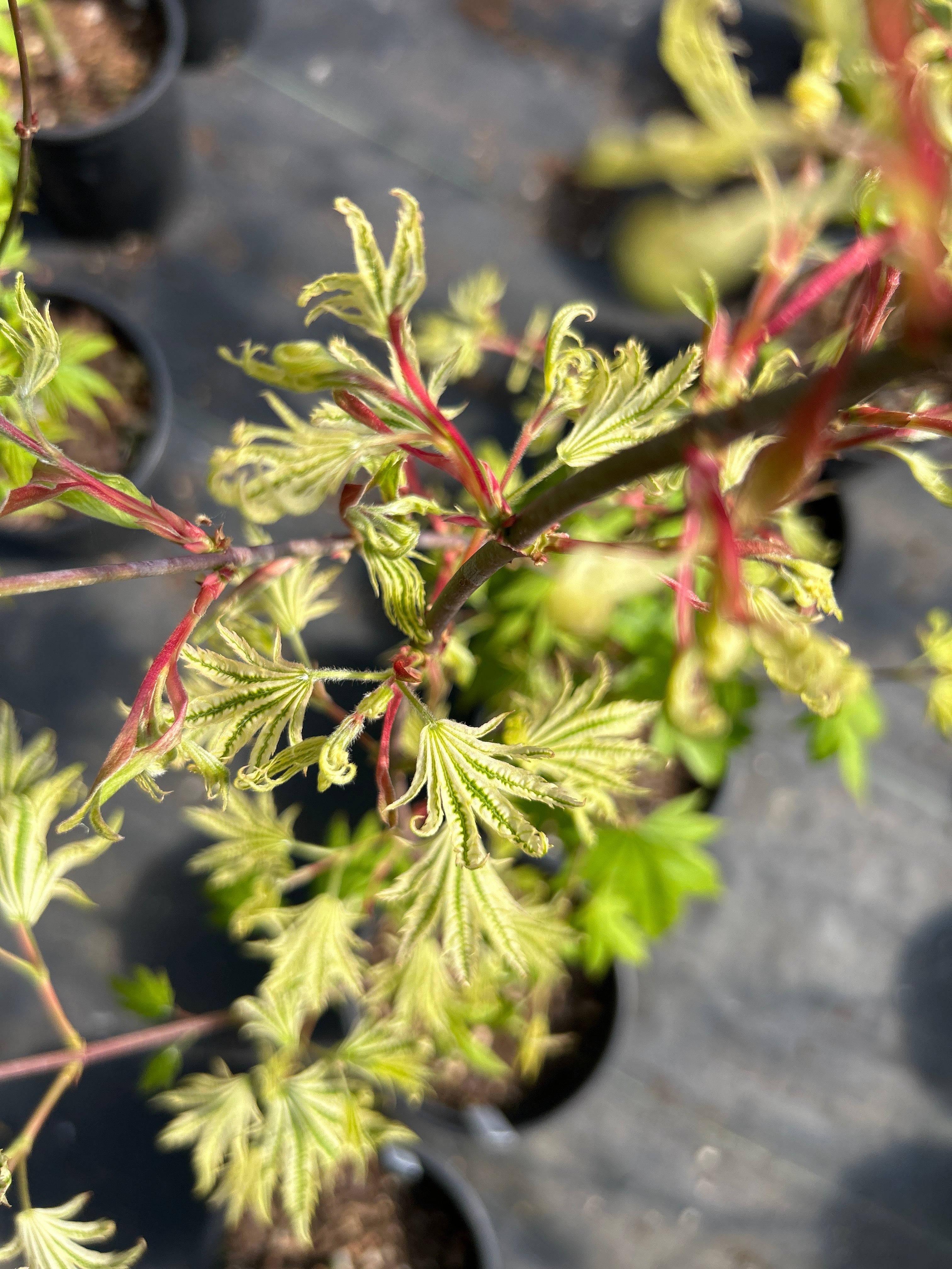 Yama Nishiki – Mendocino Maples Nursery