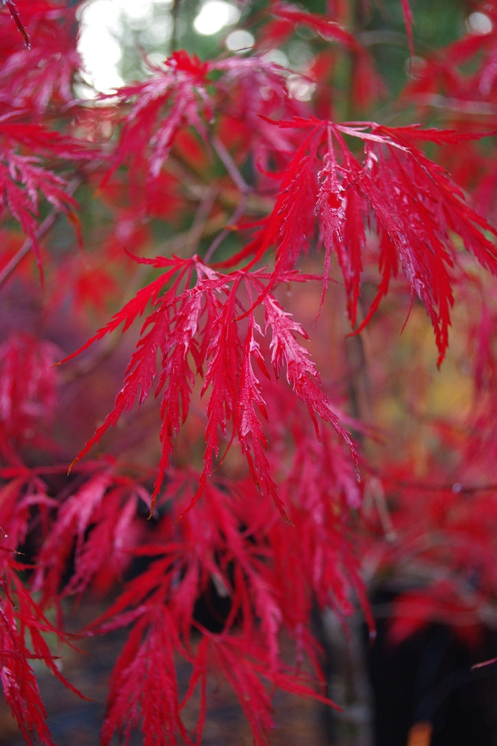 Red Dragon – Mendocino Maples Nursery