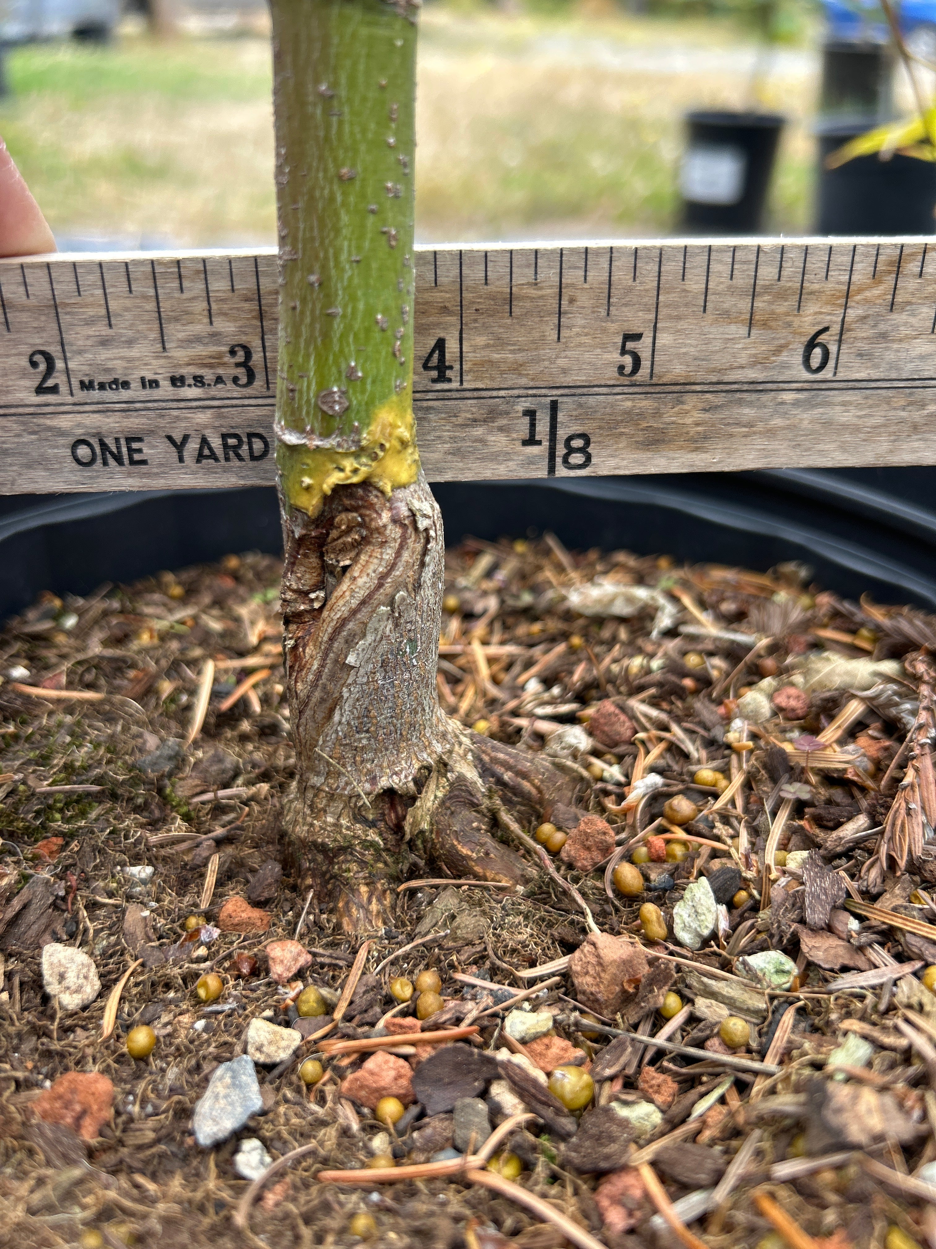 Sango Kaku (Coral Bark) 4-5 Yr Pre-Bonsai (#77)
