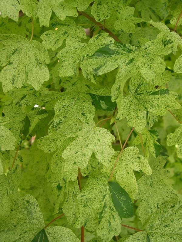 Acer campestre Pulverulantum