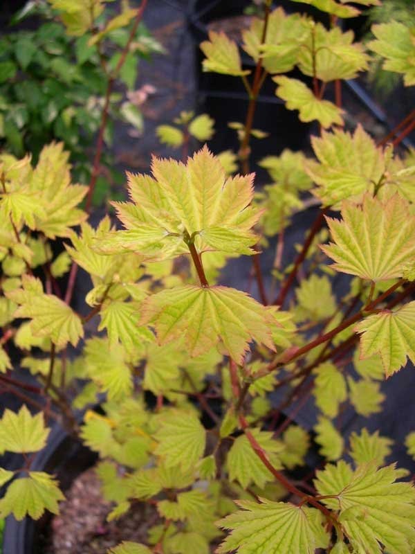Acer circinatum Sunglow