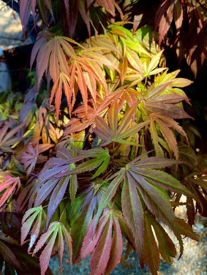 Oregon Sunset Maple