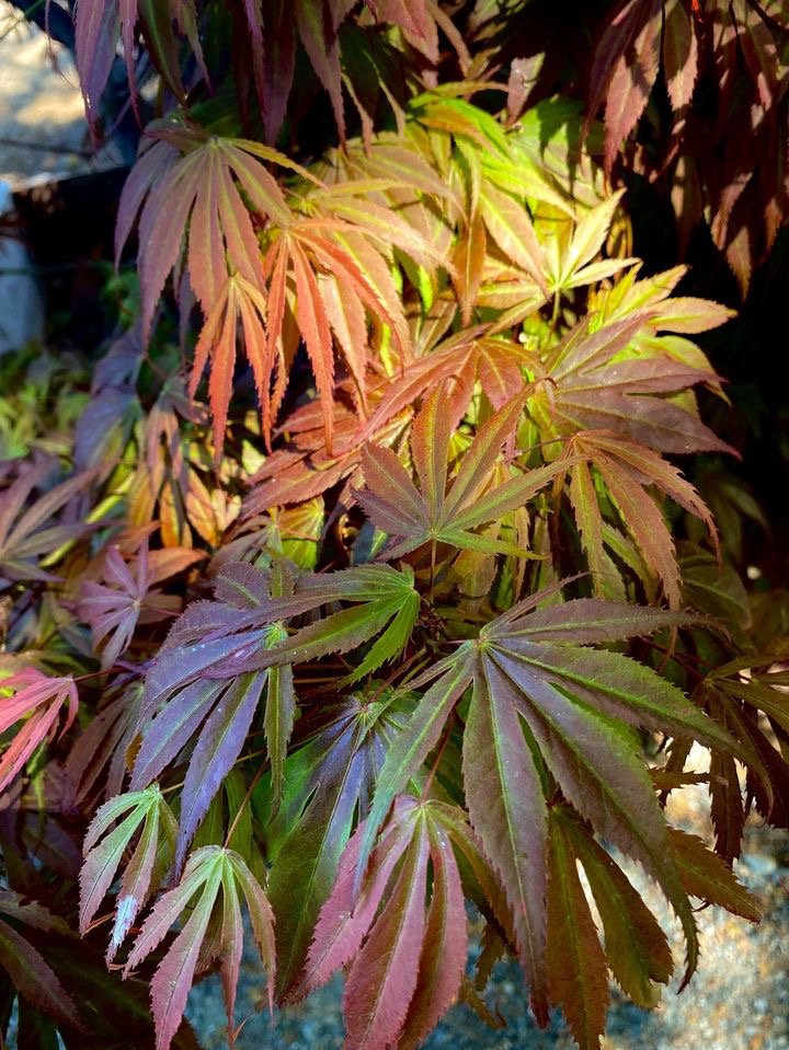 Oregon Sunset Maple