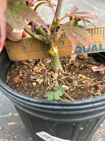 Fireball Pre Bonsai 1-2 Yr (#40)
