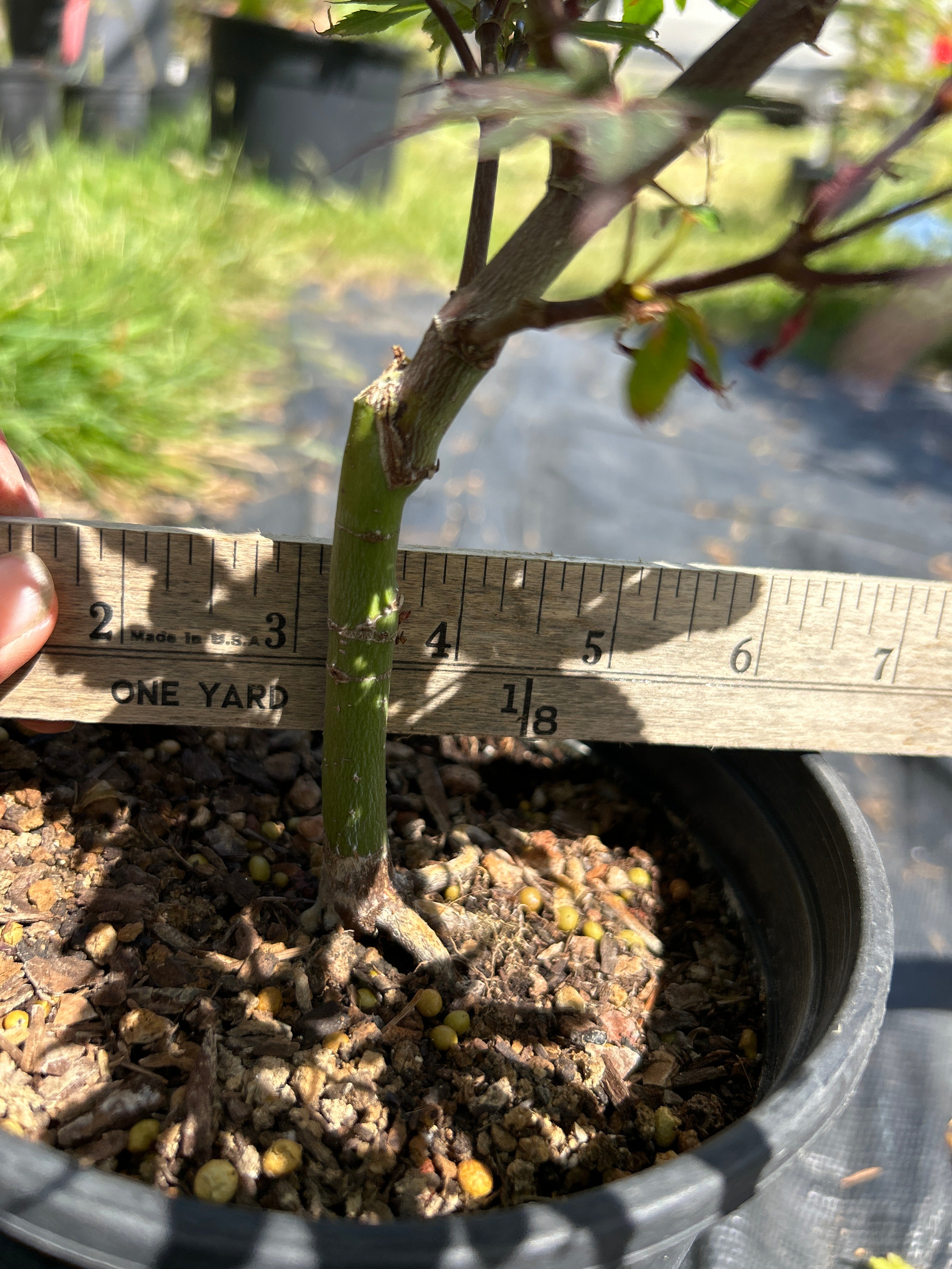 Elizabeth Pre Bonsai 2 yr (#71)
