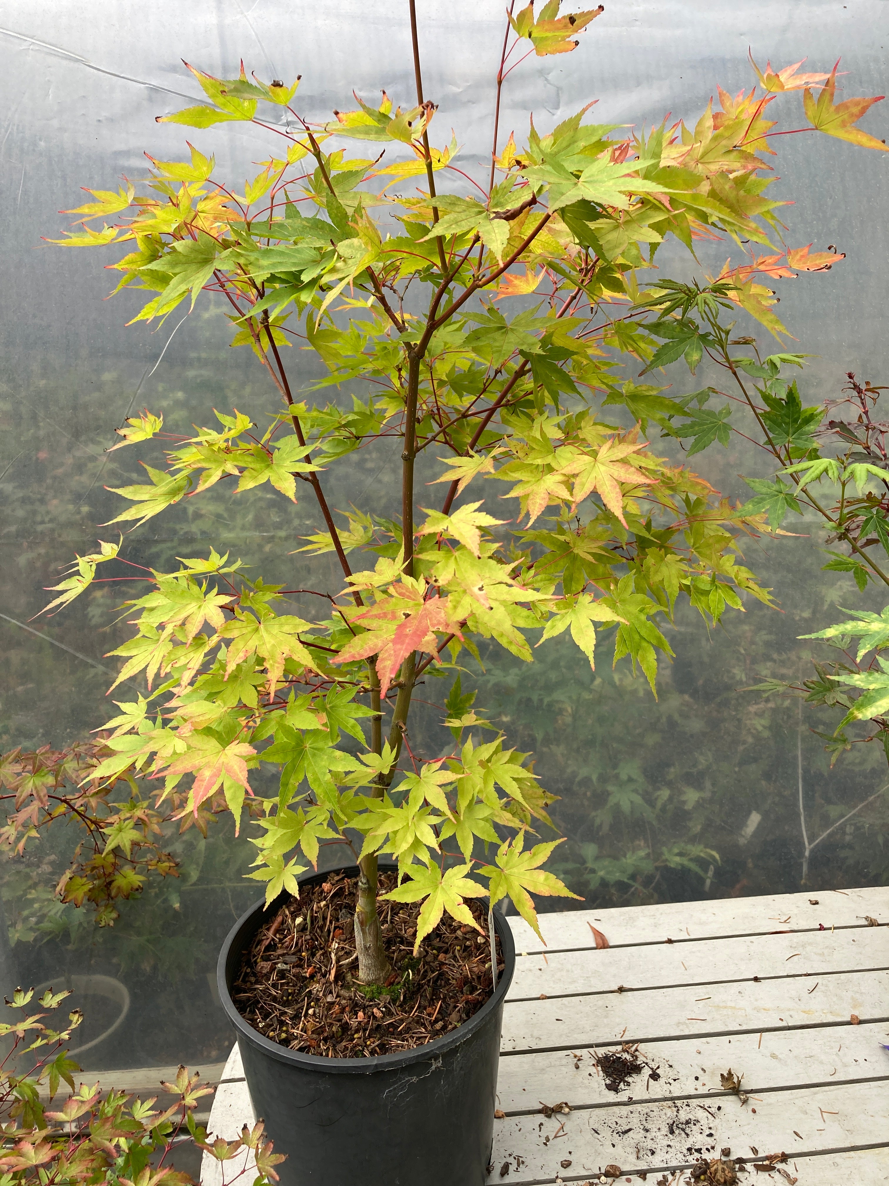 Sango Kaku (Coral Bark) 3-4 Yr Pre-Bonsai (#756)