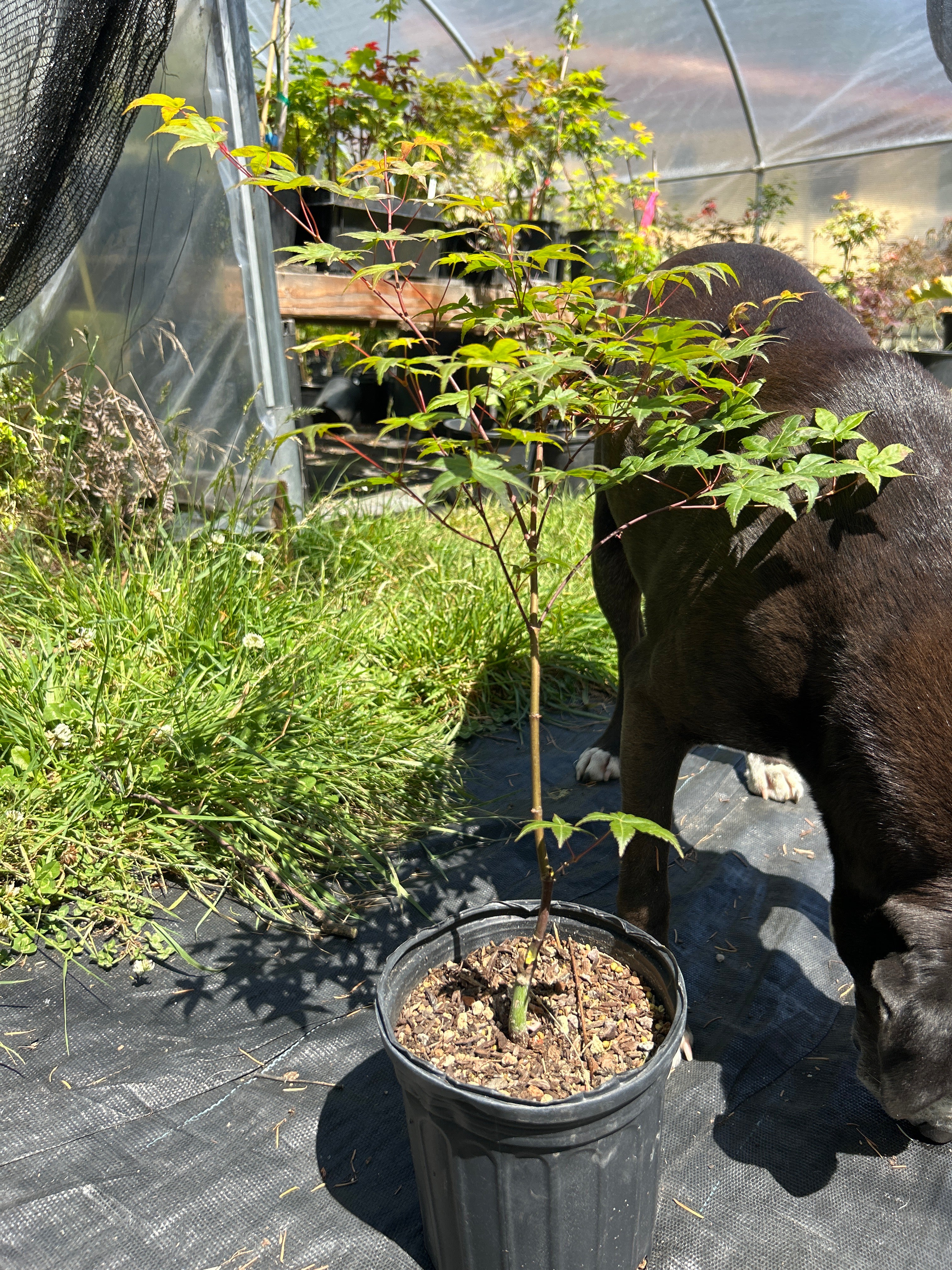 Seigen Pre-Bonsai 1-2 Year (#66)