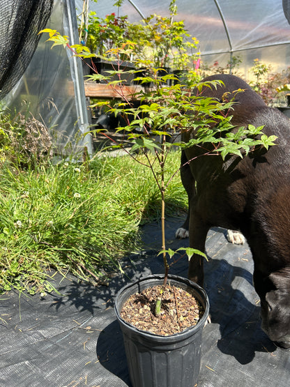 Seigen Pre-Bonsai 1-2 Year (#66)