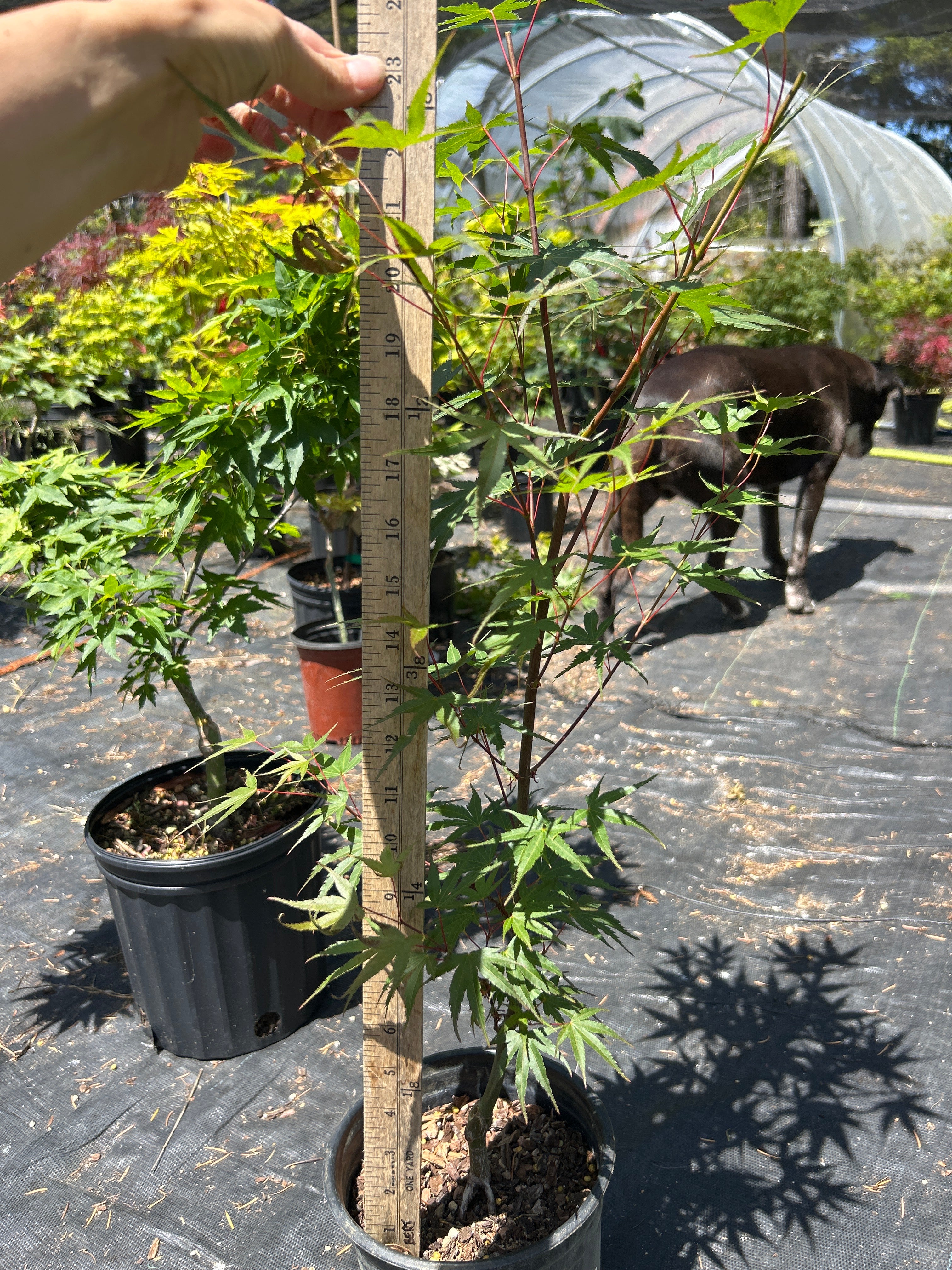 Arakawa Rough Bark Maple- Pre-Bonsai 1-2 Yr (#63)