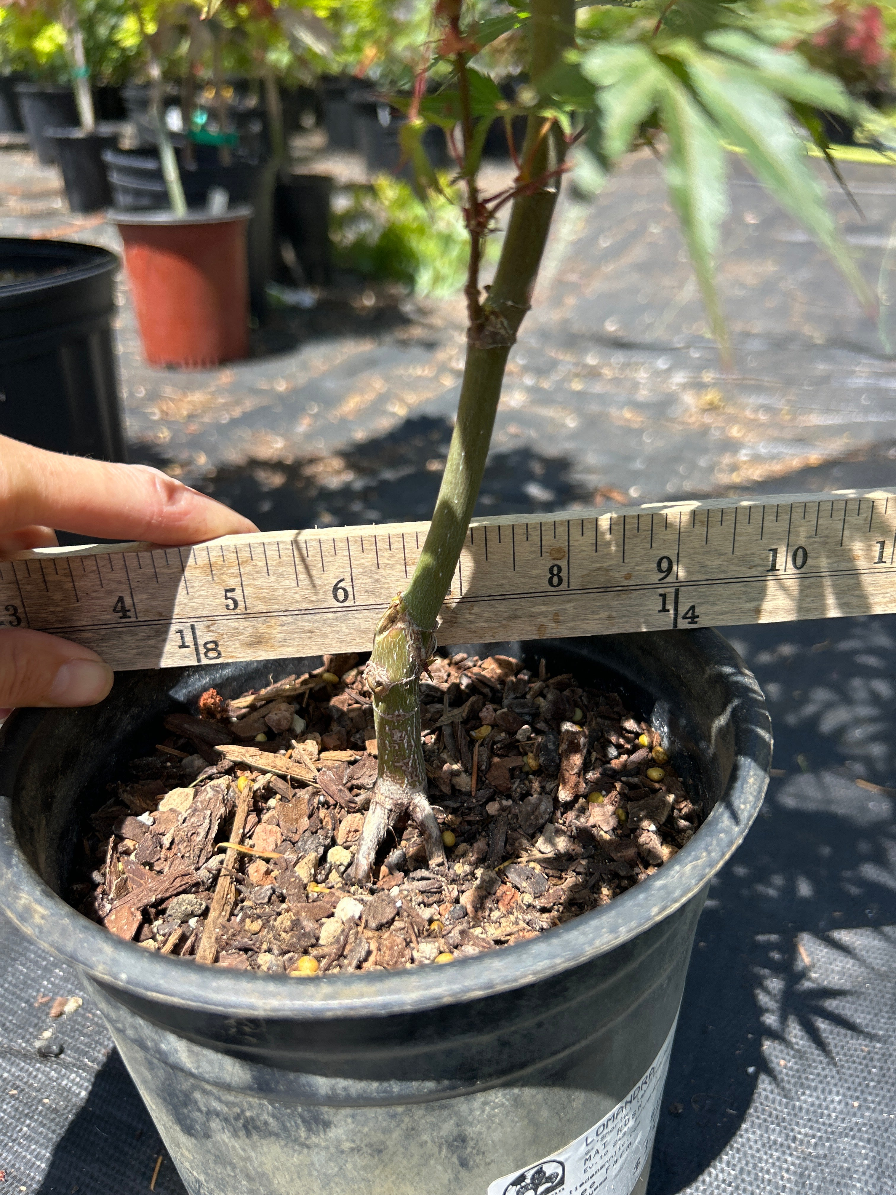 Arakawa Rough Bark Maple- Pre-Bonsai 1-2 Yr (#63)
