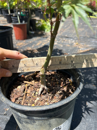 Arakawa Rough Bark Maple- Pre-Bonsai 1-2 Yr (#63)