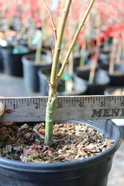 Aka Kawa Hime Pre-Bonsai (#800)