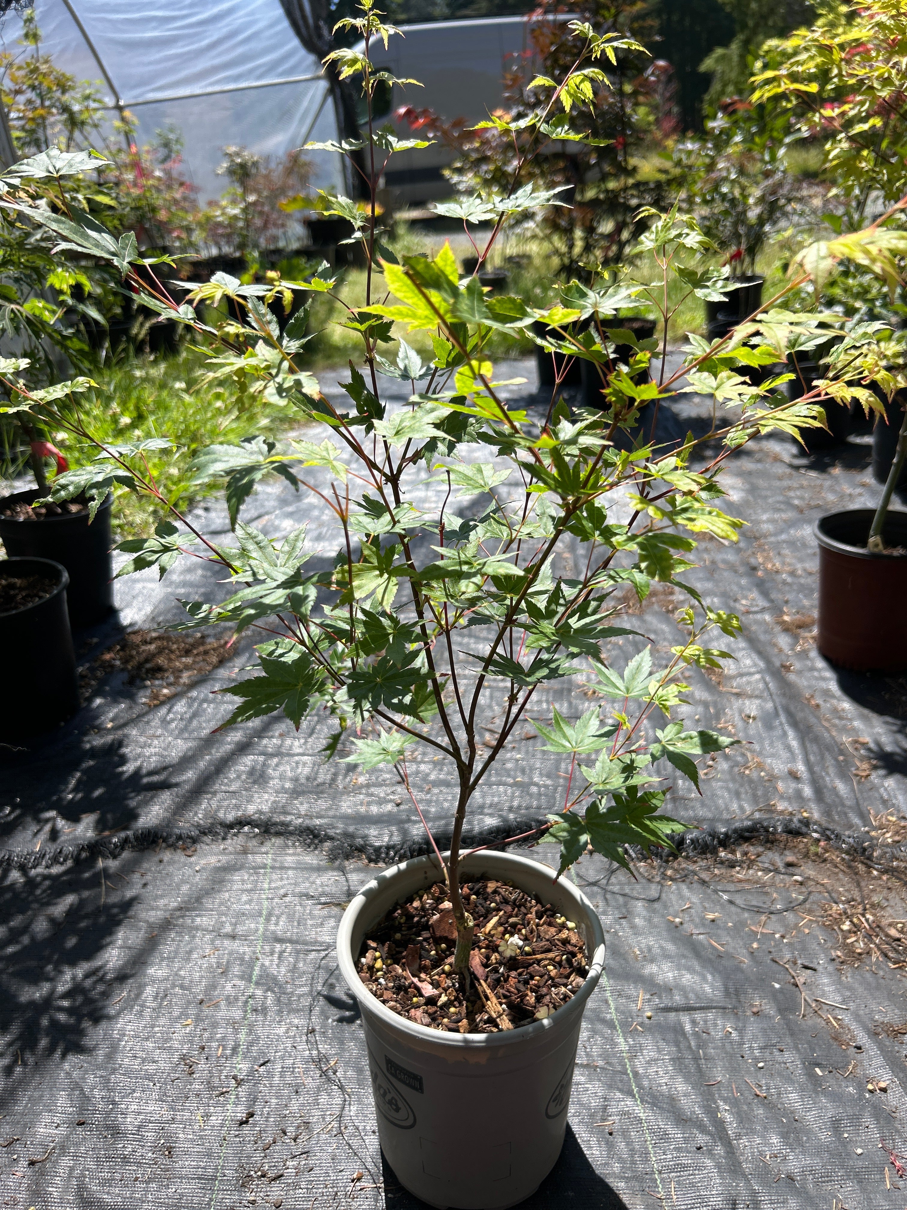 Beni Kawa Pre-Bonsai 1-2 Yr (#55)