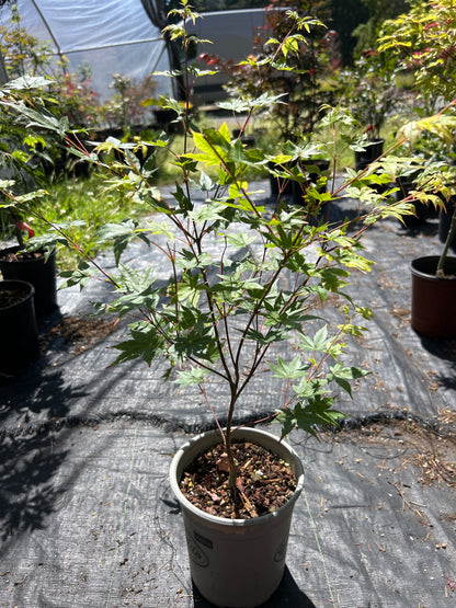 Beni Kawa Pre-Bonsai 1-2 Yr (#55)