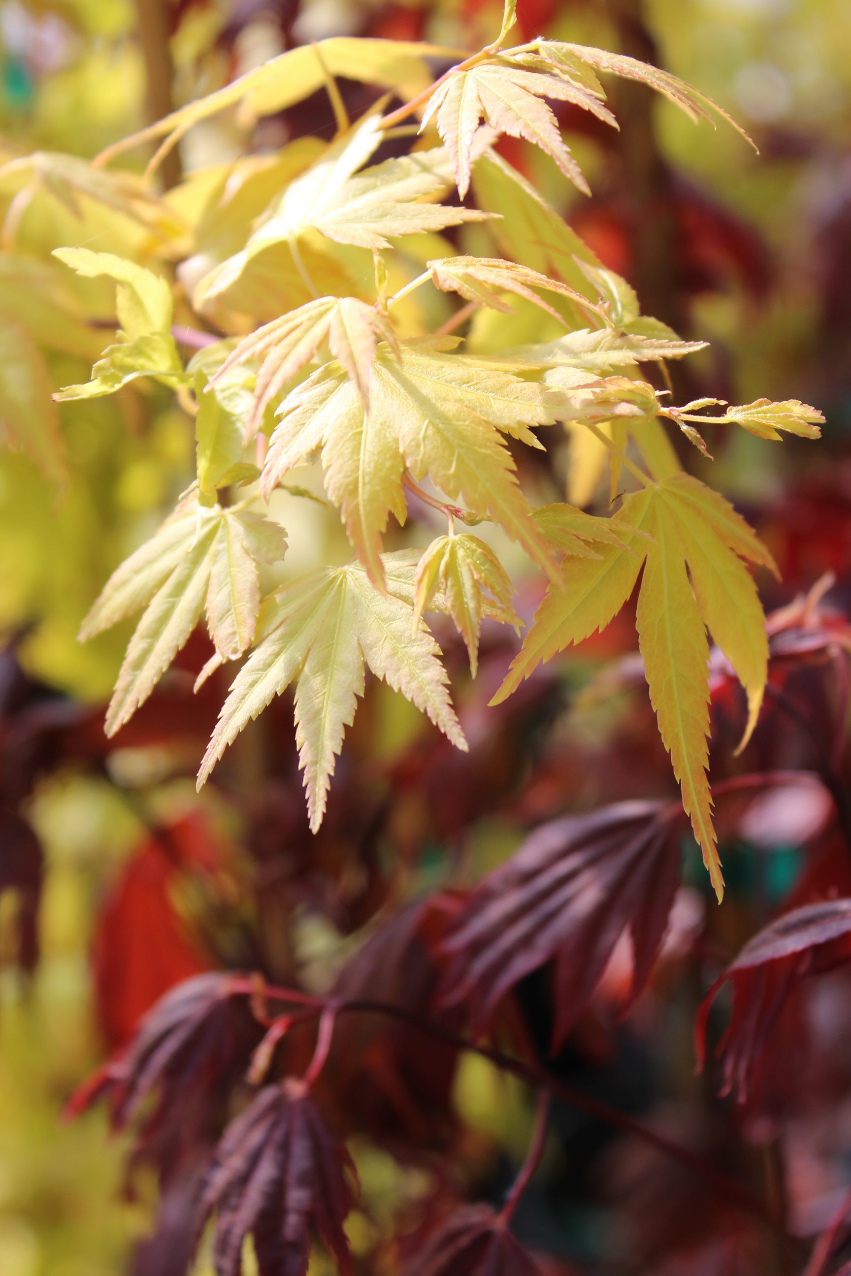 Akane – Mendocino Maples Nursery